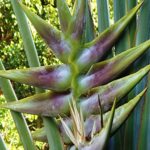 Drzewo podróżników, Ravenala madagascariensis