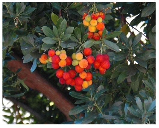 Drzewo truskawkowe Arbutus, Arbutus unedo