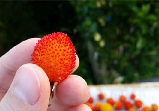 Drzewo truskawkowe Arbutus, Arbutus unedo