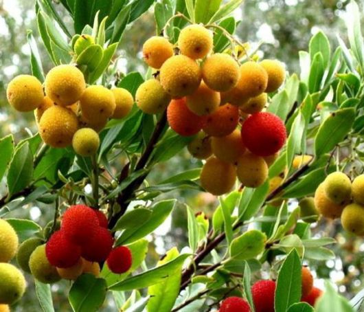 Drzewo truskawkowe Arbutus, Arbutus unedo