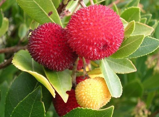 Drzewo truskawkowe Arbutus, Arbutus unedo