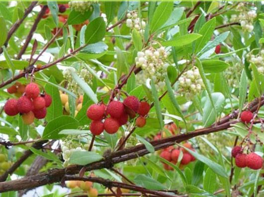 Drzewo truskawkowe Arbutus, Arbutus unedo