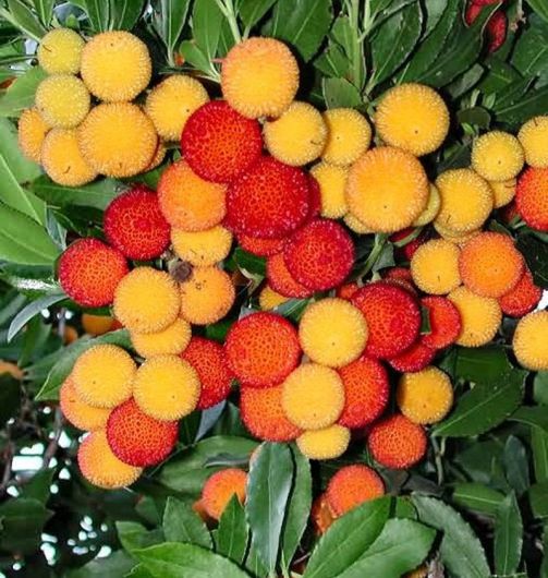 Drzewo truskawkowe Arbutus, Arbutus unedo