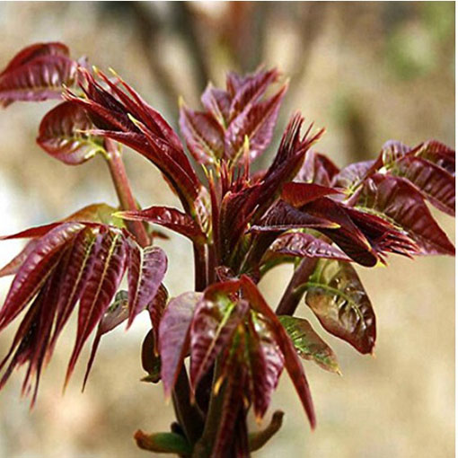 Drzewo warzywne, Toona sinensis