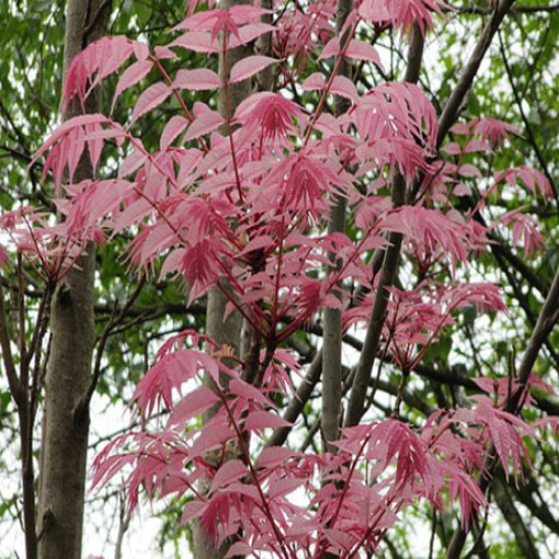 Drzewo warzywne, Toona sinensis