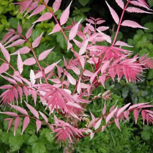 Drzewo warzywne, Toona sinensis