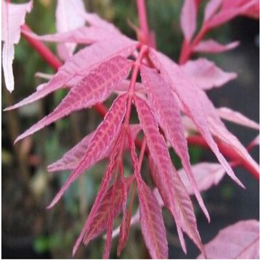 Drzewo warzywne, Toona sinensis