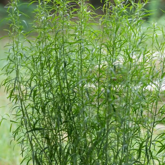 nasiona Estragon Artemisia 