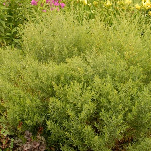 nasiona Estragon Artemisia
