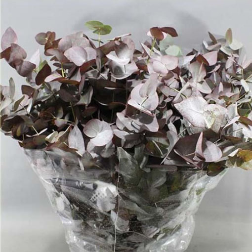 Eukalipus z Australi, Eucalyptus cinerea