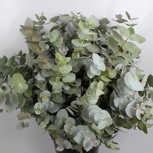 Eukalipus z Australi, Eucalyptus cinerea