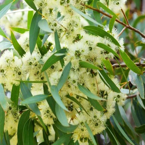 Eukaliptus cytrynowy, Eucalyptus citriodora