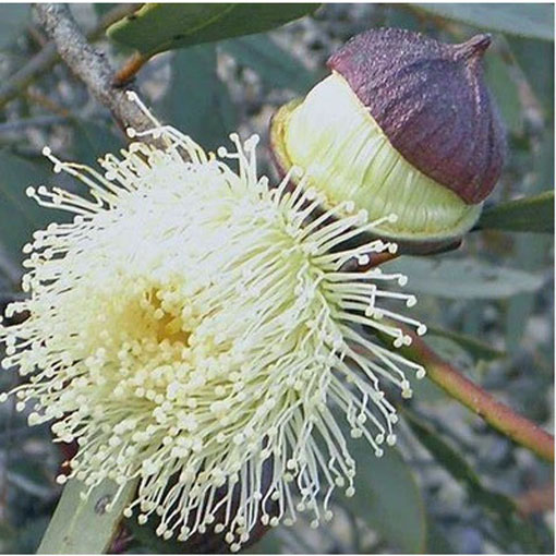 Eukaliptus cytrynowy, Eucalyptus citriodora