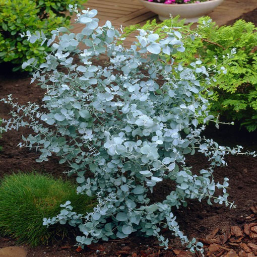 Eukaliptus Gunna, Eucalyptus gunnii