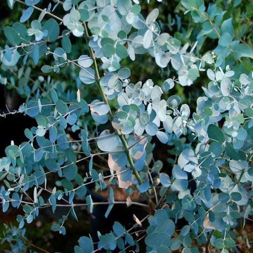 Eukaliptus Gunna, Eucalyptus gunnii