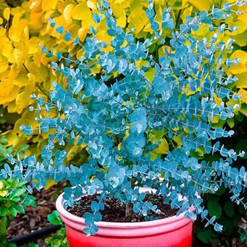 Eukaliptus Gunna, Eucalyptus gunnii