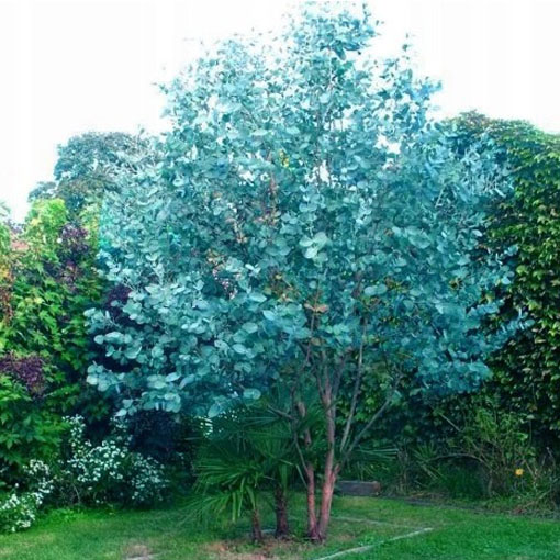 Eukaliptus Gunna, Eucalyptus gunnii