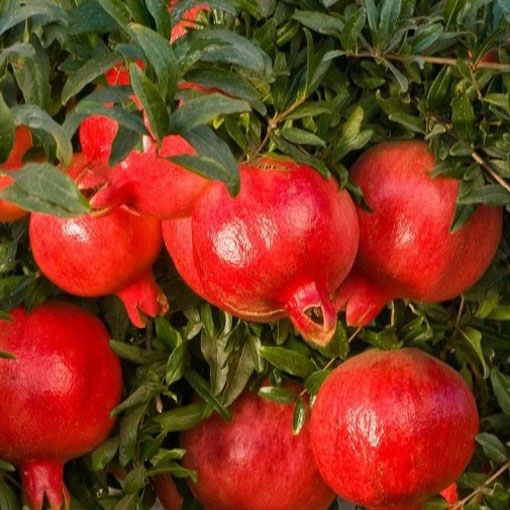 Granatowiec właściwy, Punica granatum