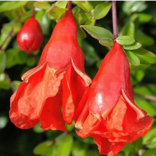 Granatowiec właściwy, Punica granatum