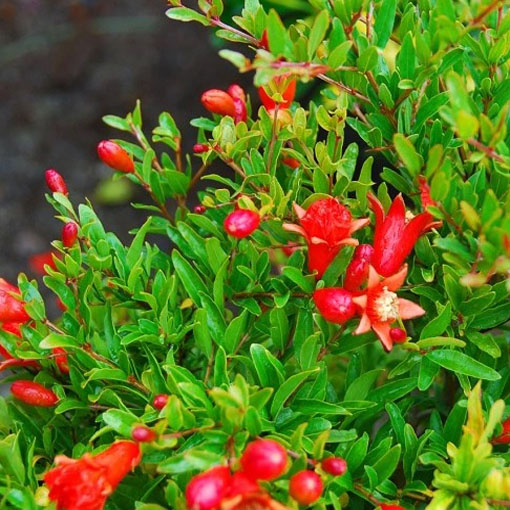 Granatowiec właściwy, Punica granatum