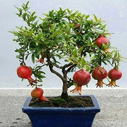 Granatowiec właściwy, Punica granatum