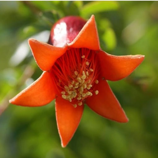 Granatowiec właściwy, Punica granatum