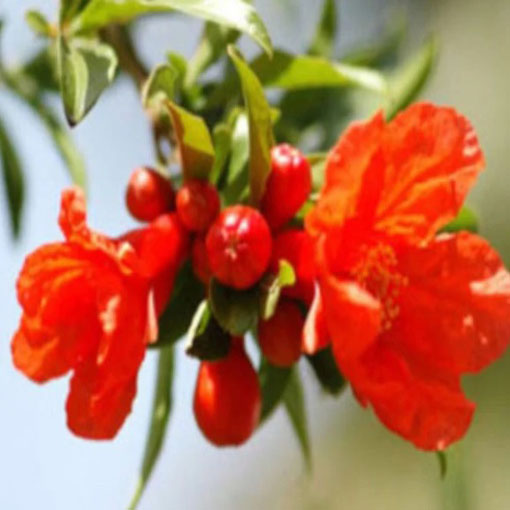 Granatpwiec właściwy karłowy, Punica granatum nana