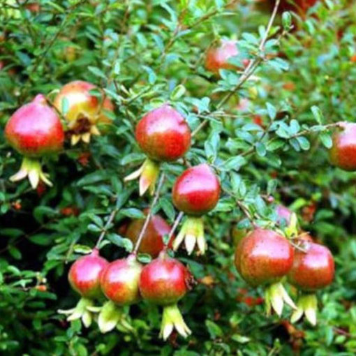 Granatpwiec właściwy karłowy, Punica granatum nana