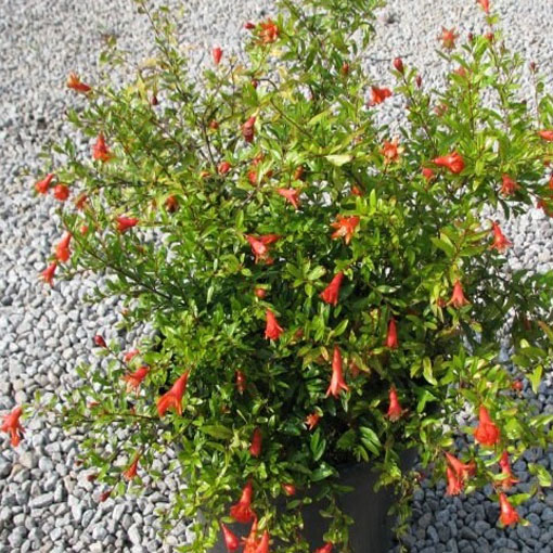 Granatpwiec właściwy karłowy, Punica granatum nana