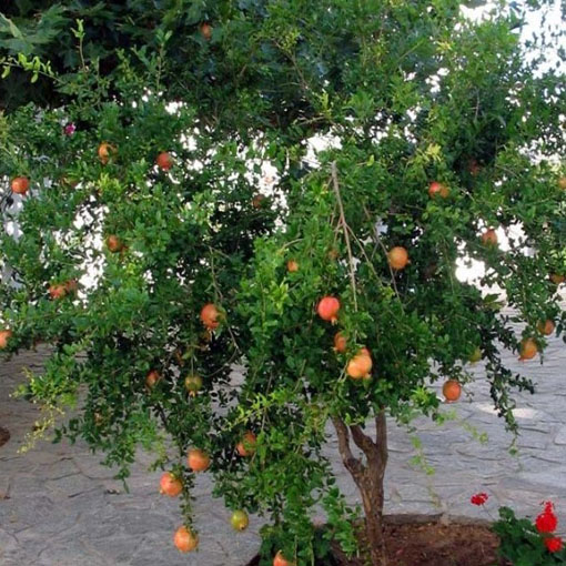 Granatpwiec właściwy karłowy, Punica granatum nana