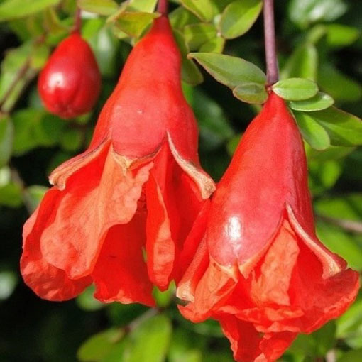 Granatpwiec właściwy karłowy, Punica granatum nana