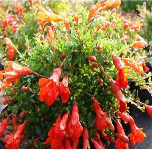 Granatpwiec właściwy karłowy, Punica granatum nana