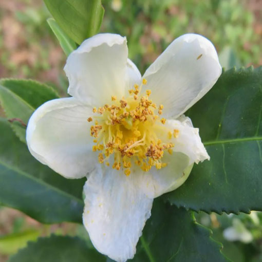 Herbata chińska, Thea sinensis