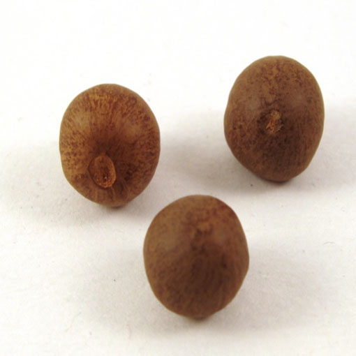 Herbata chińska, Thea sinensis