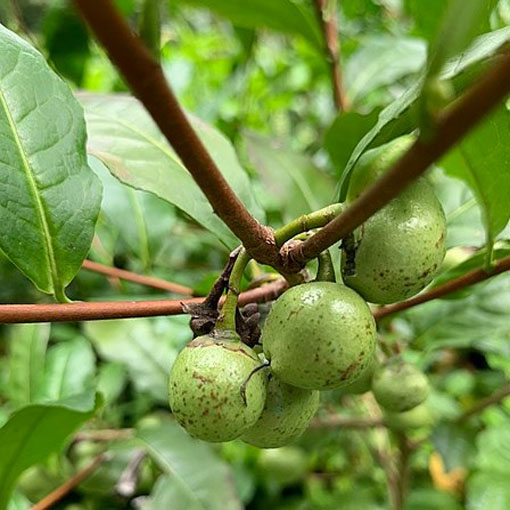 Herbata chińska, Thea sinensis