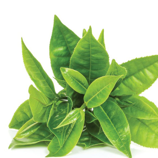 Herbata chińska, Thea sinensis