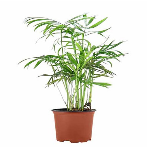 Howea Forstera, Howea forsteriana