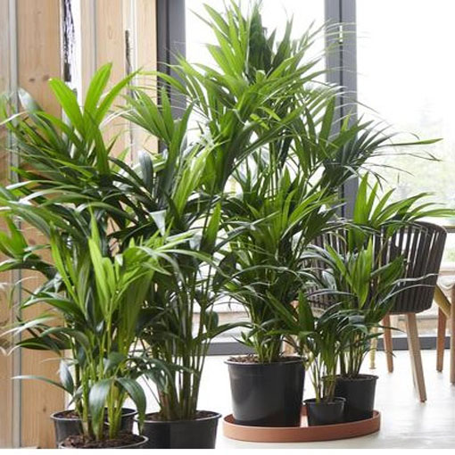 Howea Forstera, Howea forsteriana