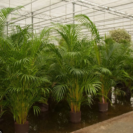 Howea Forstera, Howea forsteriana