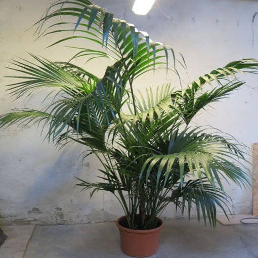 Howea Forstera, Howea forsteriana