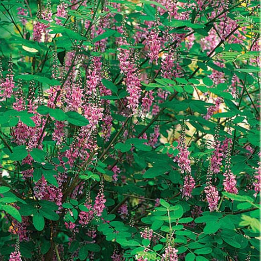 Indygowiec z Chin, Indygofera amblyantha