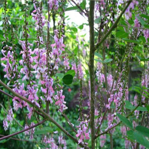 Indygowiec z Chin, Indygofera amblyantha