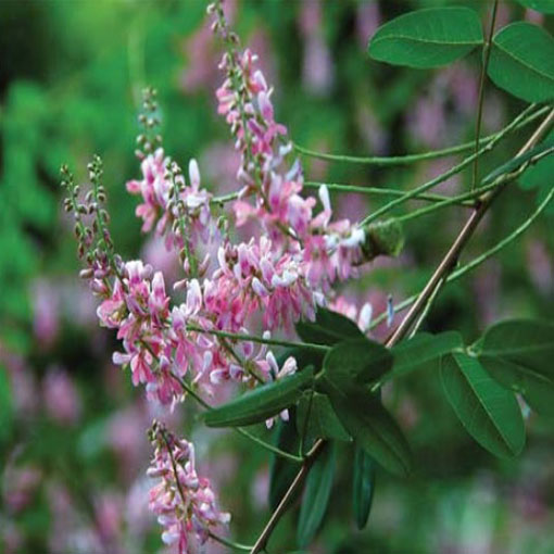 Indygowiec z Chin, Indygofera amblyantha