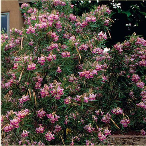 Indygowiec z Chin, Indygofera amblyantha