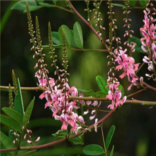 Indygowiec z Chin, Indygofera amblyantha
