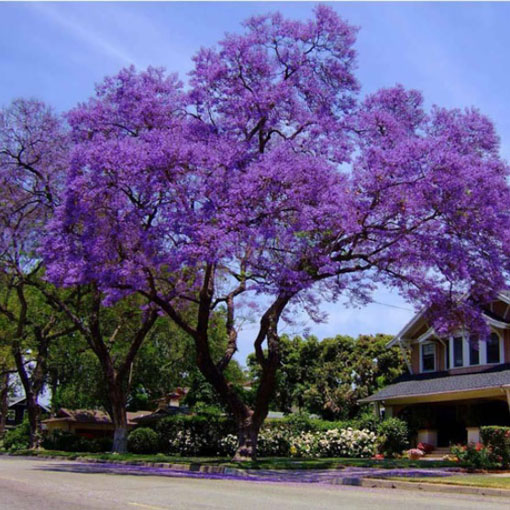 Jakaranda mimozolistna z Ameryki Południowej, Jacaranda mimosifolia