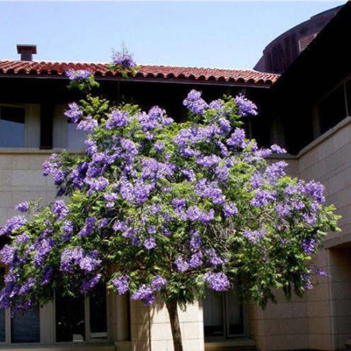 Jakaranda mimozolistna z Ameryki Południowej, Jacaranda mimosifolia