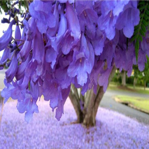 Jakaranda mimozolistna z Ameryki Południowej, Jacaranda mimosifolia