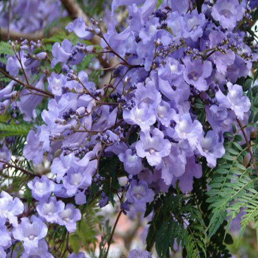 Jakaranda mimozolistna z Ameryki Południowej, Jacaranda mimosifolia