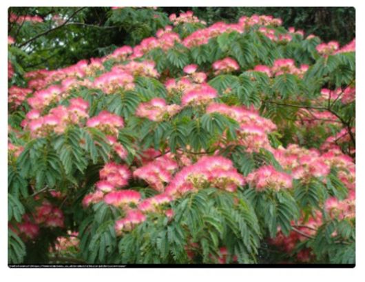 Albicja żółta Albizia, Albizia lophanta